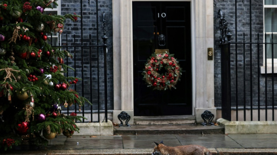 Zorros y focas, dos animales que se han hecho un hueco en el paisaje de Londres