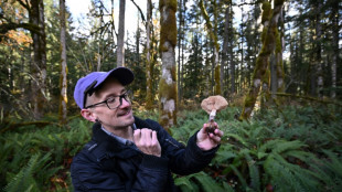 Les champignons, essentiels pour la biodiversité, à la recherche de reconnaissance