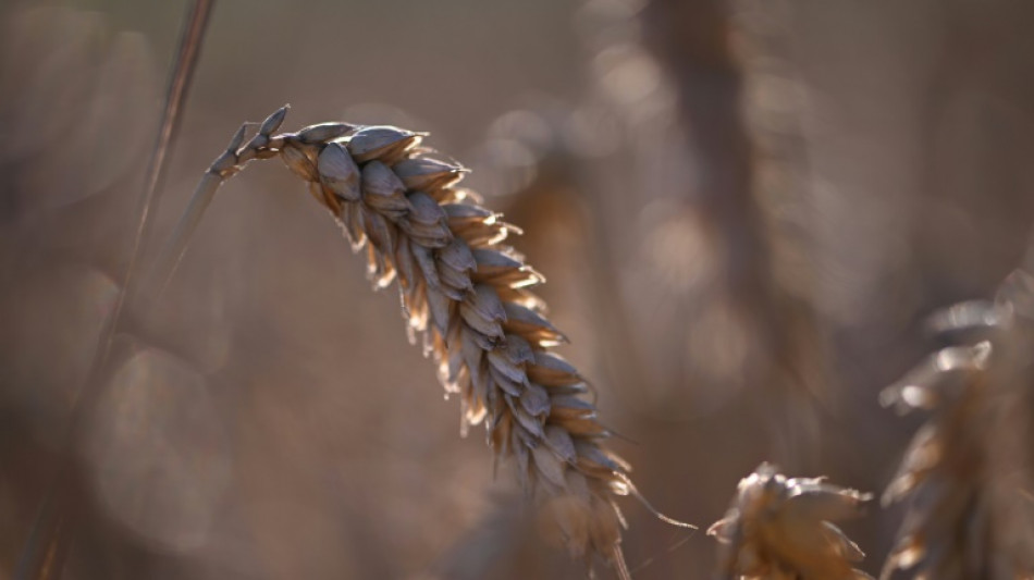 Landwirte bauen mehr Wintergetreide an