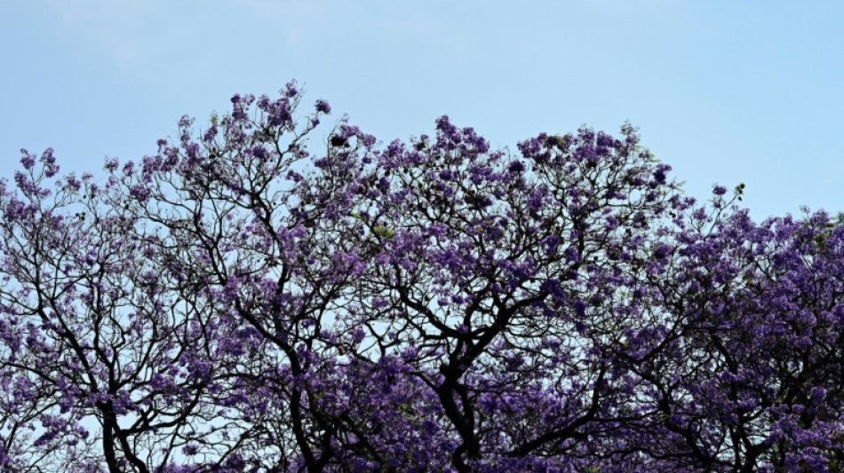 Les jacarandas en fleurs, l'héritage japonais qui embellit Mexico