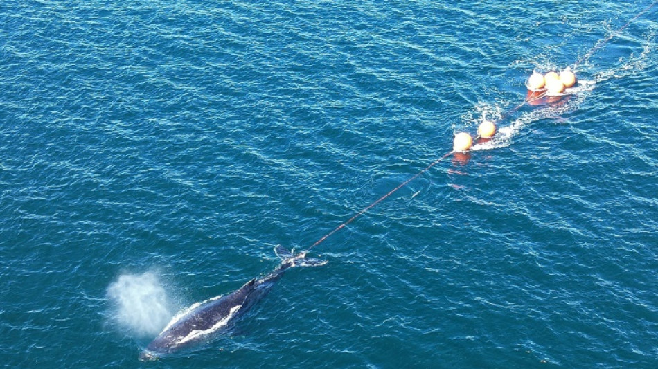 Une baleine à bosse libérée du port de Sydney après 22 heures d'épreuve