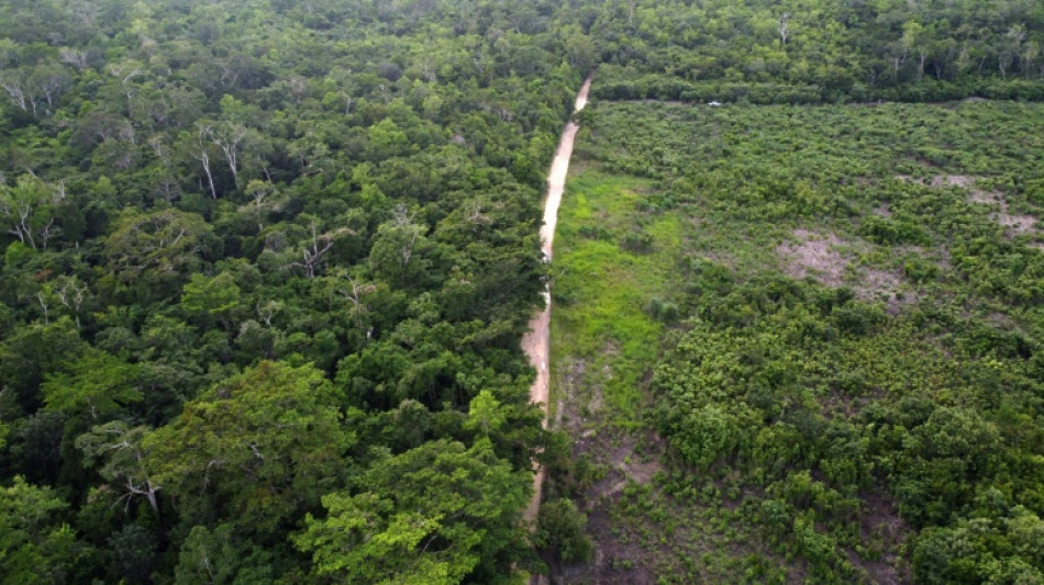 La lucha de la mayor selva de Centroamérica por sobrevivir a la ganadería ilegal