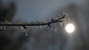 Gel: nuit la plus froide depuis 1947 pour un mois d'avril, selon Météo France