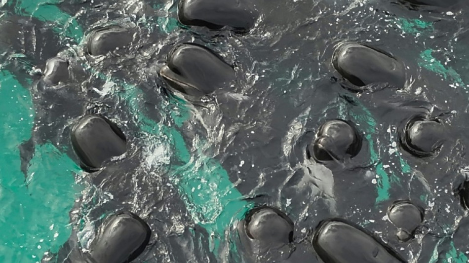 51 pilot whales dead after beaching in Western Australia