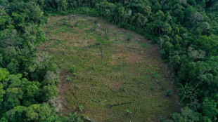 Colombie: l'"échec" de la lutte contre la déforestation, le défi du nouveau président