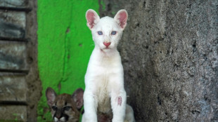 Zoológico de Nicaragua abre sus puertas para exhibir a su raro puma albino