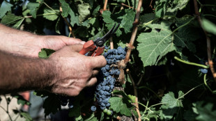 En Sicile, la sécheresse précipite les vendanges