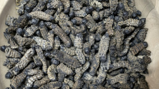 S.African entrepreneur seeks to turn caterpillars into tasty snacks